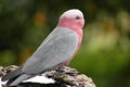 Bird - Galah