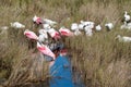 Bird gathering in a salt marsh Royalty Free Stock Photo
