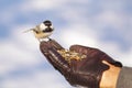 Bird feeding hand Royalty Free Stock Photo