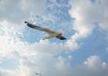 Bird gliding on blue sky