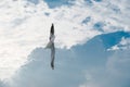 Bird gliding on cloud and sky