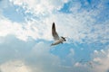 Bird gliding on cloud and sky