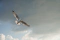 Bird gliding out of storm cloud to sunlight