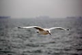 Bird Gliding over water