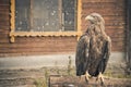 Bird Golden eagle in the zoo. A bird in captivity. Zoo animals Royalty Free Stock Photo