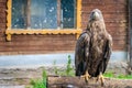 Bird Golden eagle in the zoo. A bird in captivity. Zoo animals Royalty Free Stock Photo