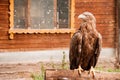 Bird Golden eagle in the zoo. A bird in captivity. Zoo animals