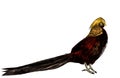 Bird Golden pheasant Royalty Free Stock Photo