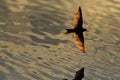 Bird with golden wings flying over water