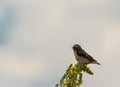 Bird of Goldfinch sits on a yellow flower Royalty Free Stock Photo