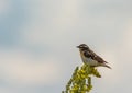 Bird of Goldfinch sits on a yellow flower Royalty Free Stock Photo