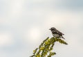 Bird of Goldfinch sits on a yellow flower Royalty Free Stock Photo