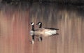 Mated pair of Canada Geese on pond