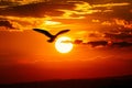 A bird gracefully soars through the sky with the vibrant setting sun as its backdrop, A lone bird silhouette flying across the