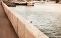 Bird on granite parapet