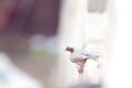 A bird grasping a peanut Royalty Free Stock Photo