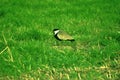 Bird on grass