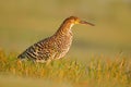 Bird in grass. Evening sun, Rufescent Tiger-Heron, Tigrisoma lineatum, motteled bird with evening back light, in the nature habita