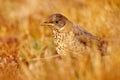 Bird on grass, evening sunset. Falkland Thrush, Turdus falcklandii falcklandii, brawn bird withs, animal in the nature habitat,