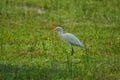 Bird on grass field village beauty