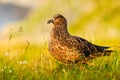 Bird in the grass habitat with evening light. Brown skua, Catharacta antarctica, water bird sitting in the autumn grass, Norway. Royalty Free Stock Photo