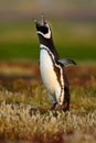 Bird in the grass. Penguin in the red evening grass, Magellanic penguin, Spheniscus magellanicus. Black and white penguin in the