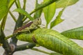 Bird Grasshopper, Swarming Locust Royalty Free Stock Photo