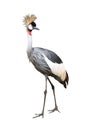 Bird gray crown crane Royalty Free Stock Photo
