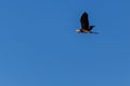 Bird gray heron in flight against the blue sky.