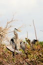 Bird, Great Blue Heron In a Tree Royalty Free Stock Photo