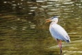 Bird, Great Blue Heron In Water Royalty Free Stock Photo