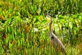 Bird, Great blue heron in wetland