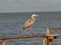 Bird great blue herring ocean dock pier Royalty Free Stock Photo