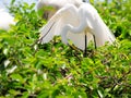 Bird, great egret in breeding plumage, Florida Royalty Free Stock Photo