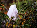 Bird, great egret in breeding plumage in nest in Florida Royalty Free Stock Photo