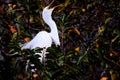 Bird, great egret in breeding plumage in nest, Florida Royalty Free Stock Photo