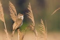 Bird - great reed warbler