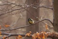 Bird - Great tit