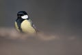 Bird - Great Tit Parus major Royalty Free Stock Photo