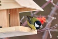 Bird - Great Tit Parus major sits in a feeding trough and holds a seed in its beak.