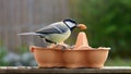 Bird, great tit, pecking peanut from egg carton bird feeder Royalty Free Stock Photo