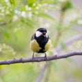 Bird great tit singing on a branch Royalty Free Stock Photo
