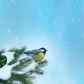 Bird (great titmouse ) in winter Royalty Free Stock Photo