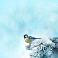 Bird (great titmouse ) in winter time