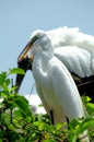 Bird, great white egret in breeding plumage Royalty Free Stock Photo