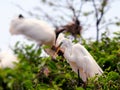 Bird, great white egret in breeding plumage, Florida Royalty Free Stock Photo