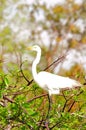Bird, great white egret in breeding plumage in Florida Royalty Free Stock Photo