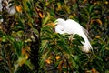 Bird, great white egret in breeding plumage in nest Royalty Free Stock Photo