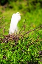 Bird, great white egret in breeding plumage in wetland Royalty Free Stock Photo