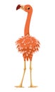 Bird greater flamingo vector cartoon illustration
